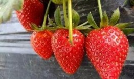 娱乐吃瓜酱草莓发卡,娱乐吃瓜酱的时尚宠儿