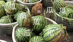 娱乐吃瓜花,吃瓜花背后的故事