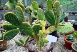 仙人掌吃瓜娱乐,仙人掌与瓜果的奇幻娱乐之旅