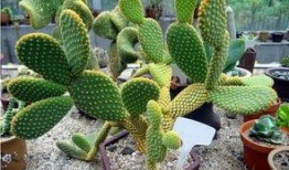 仙人掌吃瓜娱乐,仙人掌与瓜果的奇幻娱乐之旅