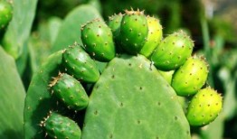 仙人掌吃瓜娱乐,仙人掌与瓜果的奇幻娱乐之旅