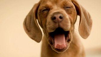 娱乐吃瓜酱狗狗拍照,萌态百出！