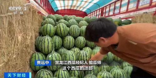 娱乐圈吃瓜直播间甘蓝,甘蓝带你揭秘明星幕后故事